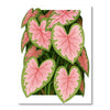 3D Caladium | Paint-by-number Kit