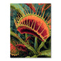 Venomous Flytrap