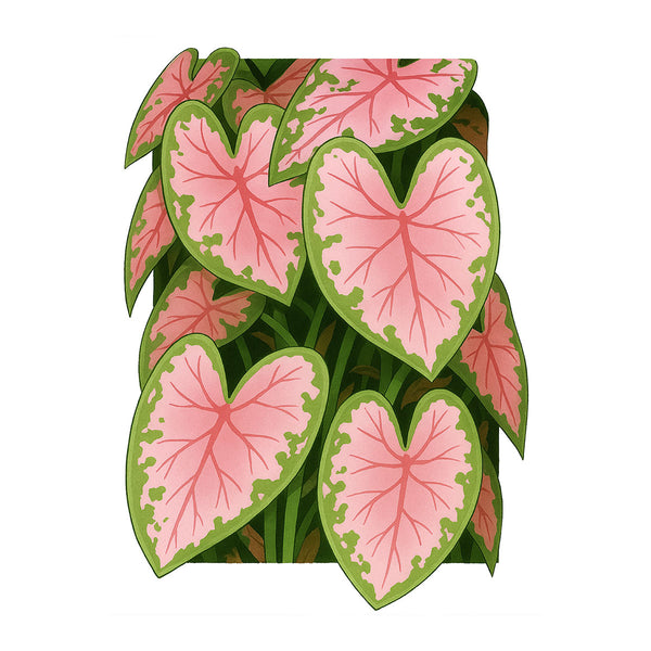 3D Caladium | Paint-by-number Kit